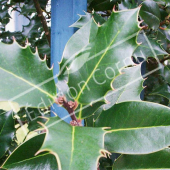 Ilex aquifolium rameau