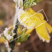 Jasminum nudiflorum fleur hiver