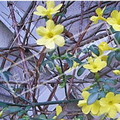 Jasminum nudiflorum fleur palissé