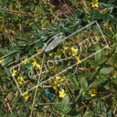 Jasminum nudiflorum rameau