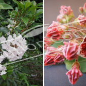 Kalmia latifolia 2 photos fleur blanche