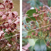 Kalmia latifolia 2 photos fleur fruit