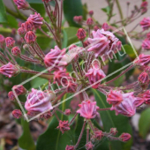 Kalmia latifolia bouton floral