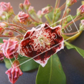 Kalmia latifolia détail fleur