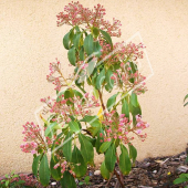 Kalmia latifolia entier fleuri