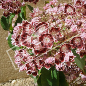 Kalmia latifolia fleur