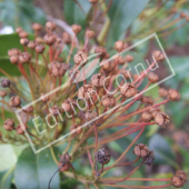 Kalmia latifolia fruit