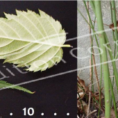 Kerria japonica ‘Pleniflora’ 2 photos bourgeon