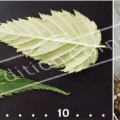 Kerria japonica ‘Pleniflora’ 2 photos hiver
