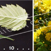 Kerria japonica ‘Pleniflora’ 2 photos rameau fleur