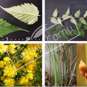 Kerria japonica ‘Pleniflora’ 4 photos
