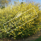 Kerria japonica ‘Pleniflora’ entier fleuri