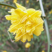 Kerria japonica ‘Pleniflora’ fleur