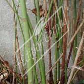 Kerria japonica ‘Pleniflora’ hiver