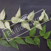 Kerria japonica ‘Pleniflora’ rameau
