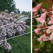 Kolkwitzia amabilis ‘Pink Cloud’ 2 photos entier fleur fleur