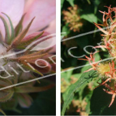 Kolkwitzia amabilis ‘Pink Cloud’ 2 photos ovaire ovaire