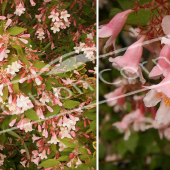 Kolkwitzia amabilis ‘Pink Cloud’ 2 photos rameau fleur fleur