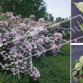 Kolkwitzia amabilis ‘Pink Cloud’ 3 photos feuilles