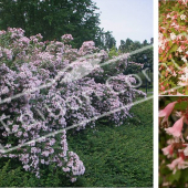 Kolkwitzia amabilis ‘Pink Cloud’ 3 photos fleur