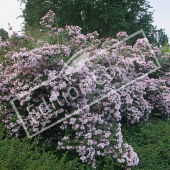 Kolkwitzia amabilis ‘Pink Cloud’ entier fleuri