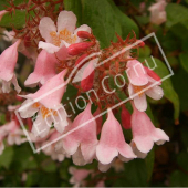 Kolkwitzia amabilis ‘Pink Cloud’ fleur