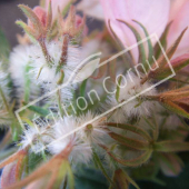 Kolkwitzia amabilis ‘Pink Cloud’ ovaire