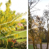 Laburnum x watereri ‘Vossii’ 2 photos entier été hiver