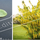 Laburnum x watereri ‘Vossii’ 2 photos entier fleuri