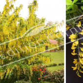 Laburnum x watereri ‘Vossii’ 2 photos entier rameau fleur