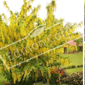 Laburnum x watereri ‘Vossii’ 3 photos fleur