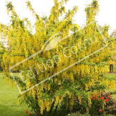 Laburnum x watereri ‘Vossii’ entier fleuri