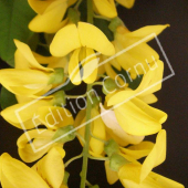 Laburnum x watereri ‘Vossii’ fleur