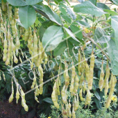 Laburnum x watereri ‘Vossii’ fruit