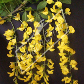 Laburnum x watereri ‘Vossii’ rameau fleur