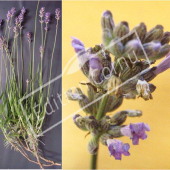 Lavandula x intermedia fleur