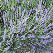 Lavandula x intermedia rameau fleur