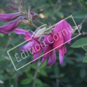 Lespedeza thunbergii fleur