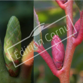 Leucothoe fontanesiana bourgeon
