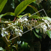 Leucothoe fontanesiana fleur