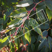 Leucothoe fontanesiana rameau hiver