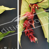 Leycesteria formosa 2 photos  2 fleurs