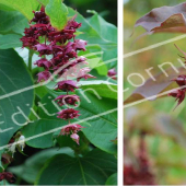 Leycesteria formosa 2 photos fleur fruit