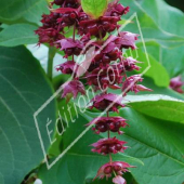 Leycesteria formosa fleur