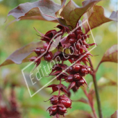 Leycesteria formosa fruit