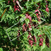 Leycesteria formosa rameau fleur