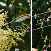 Ligustrum japonicum 2 photos fleur fruit