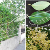 Ligustrum japonicum 5 photos haie