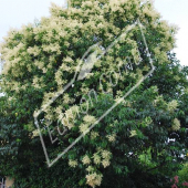 Ligustrum japonicum entier fleur