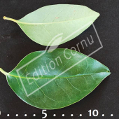 Ligustrum japonicum feuille CM